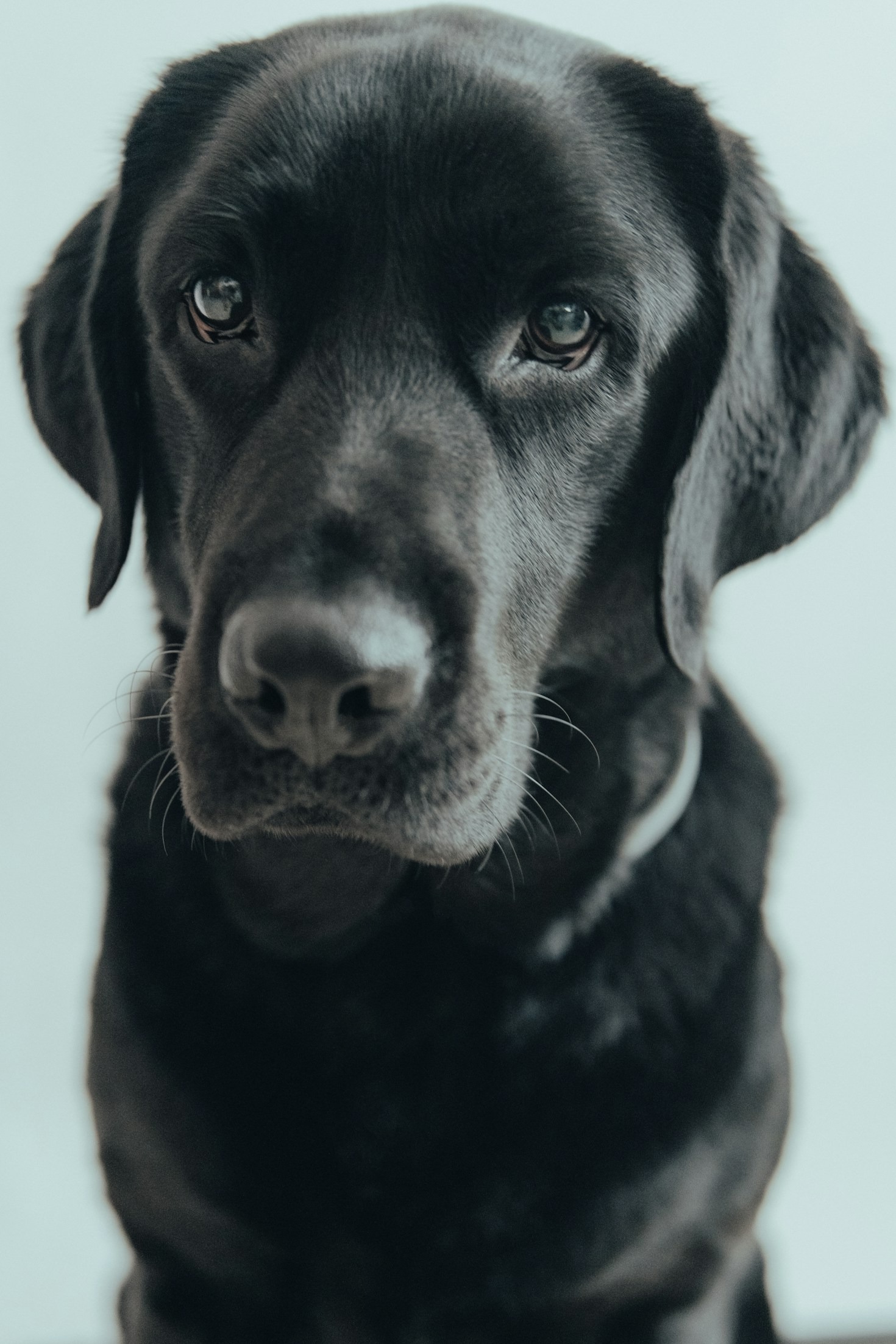 Como preparar seu labrador para um dia de praia