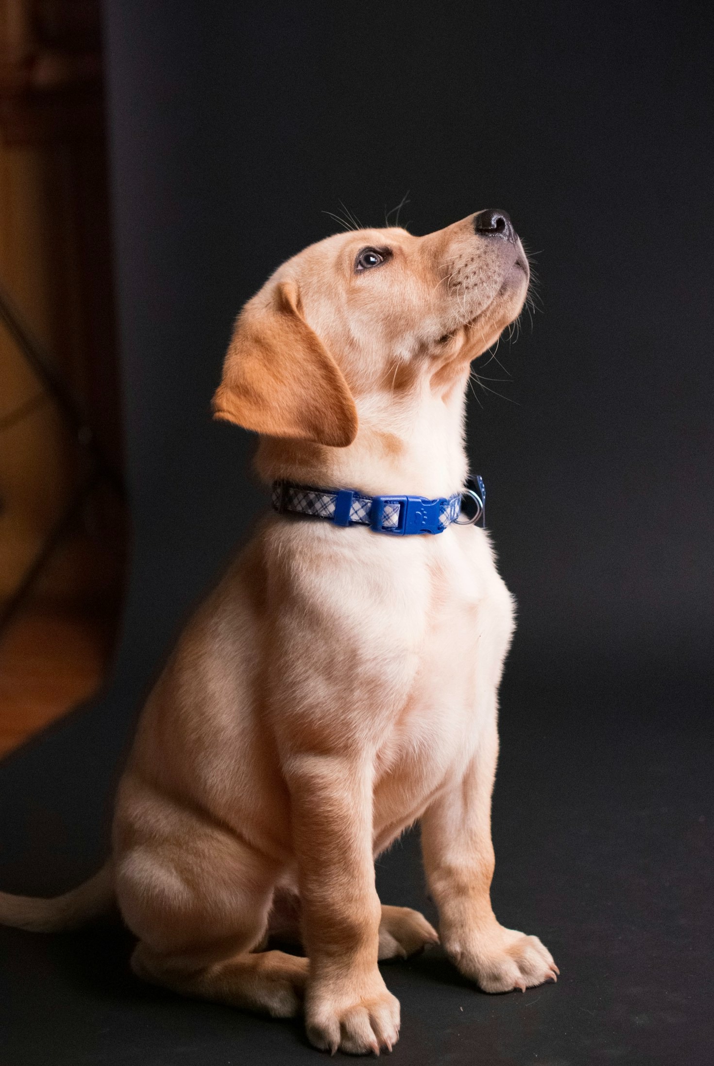 Histórias reais: labradores que amam explorar trilhas